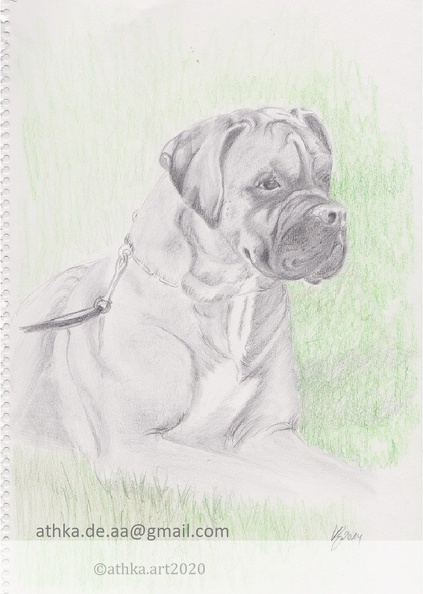 Boxer-Dusty.jpg