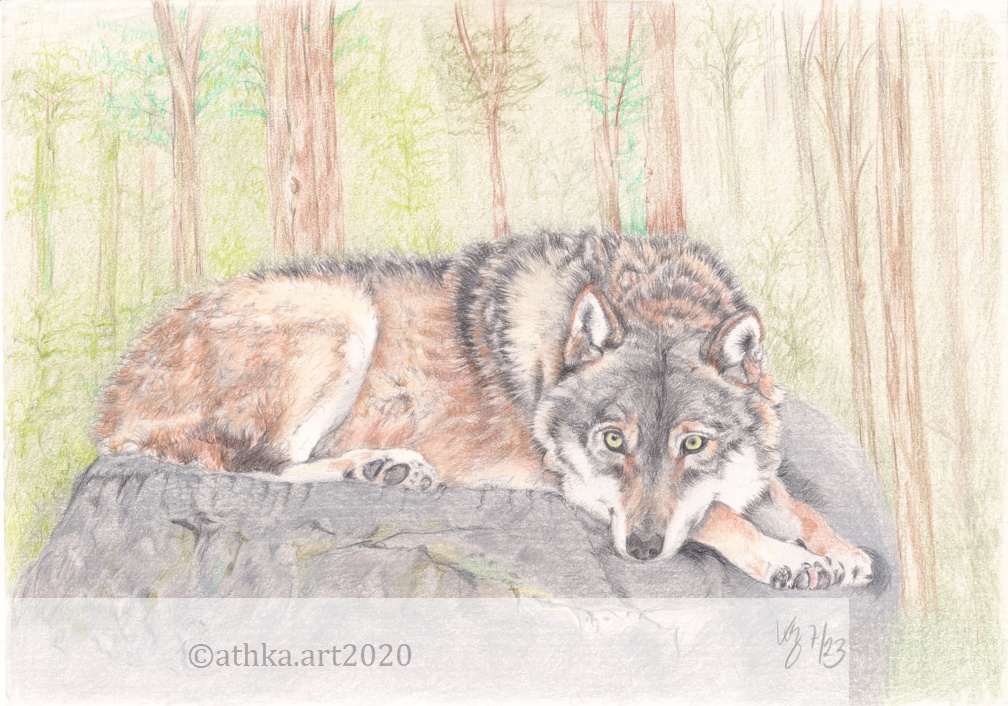 Wolf-2023-07-07